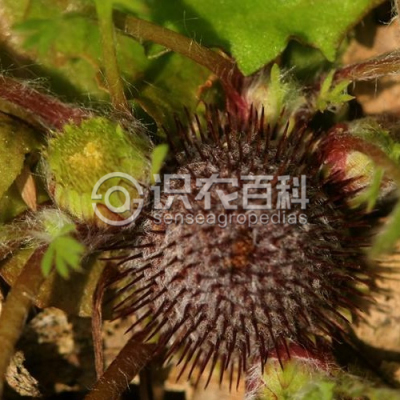 裸柱菊