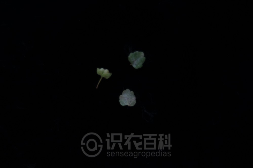 柑橘黄叶症状示例6