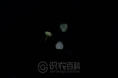 婆婆纳