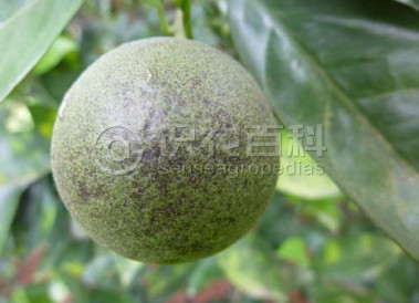 柑橘黄叶症状示例1