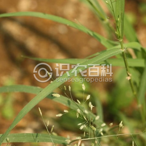 柑橘黄叶症状示例1