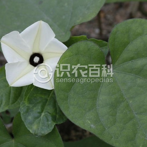 柑橘黄叶症状示例1