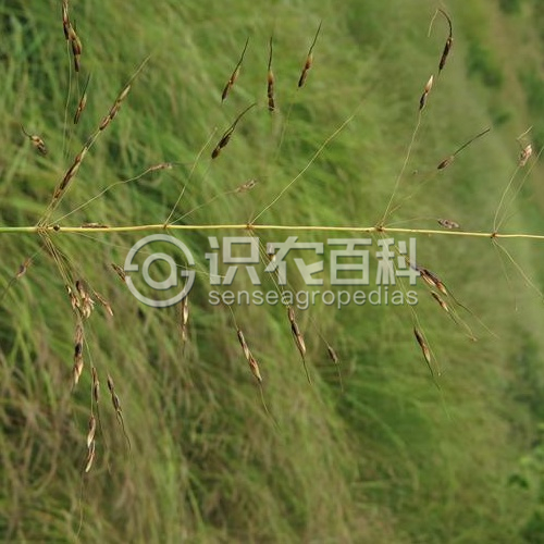 柑橘黄叶症状示例2