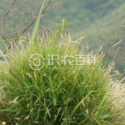 金发草