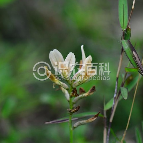 柑橘黄叶症状示例2