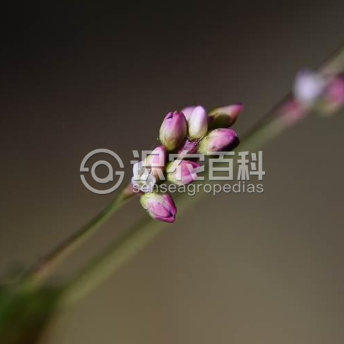 柑橘黄叶症状示例4