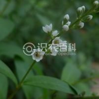 柑橘黄叶症状示例0