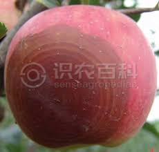 柑橘黄叶症状示例1
