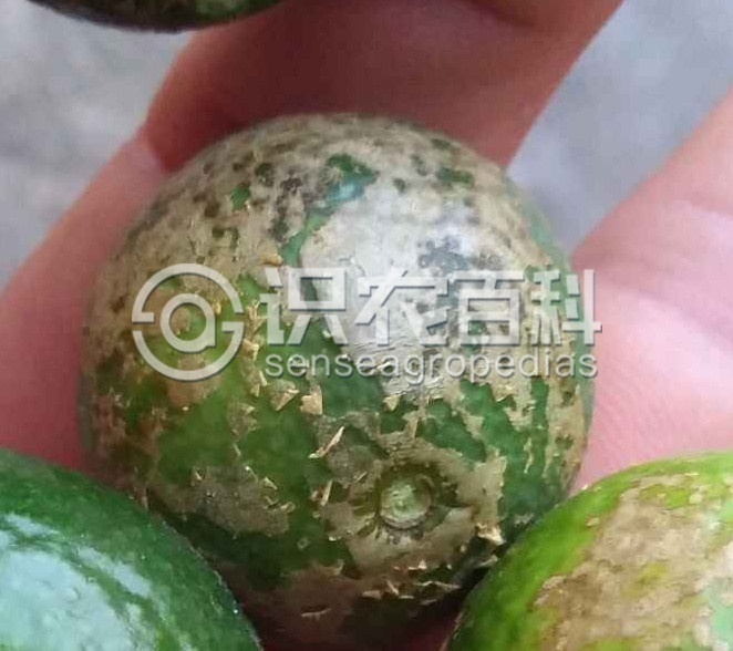 柑橘黄叶症状示例2