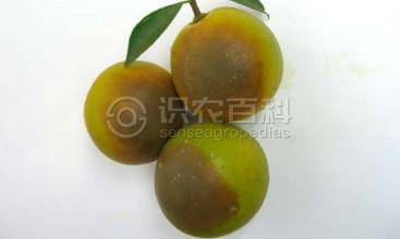 柑橘黄叶症状示例2