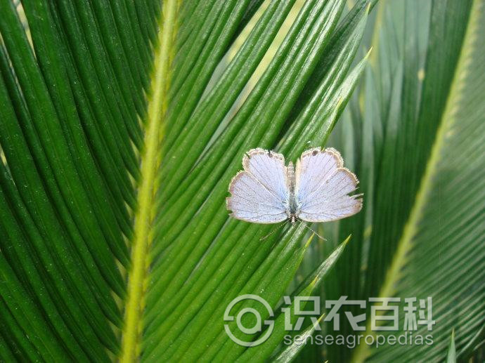 柑橘黄叶症状示例3
