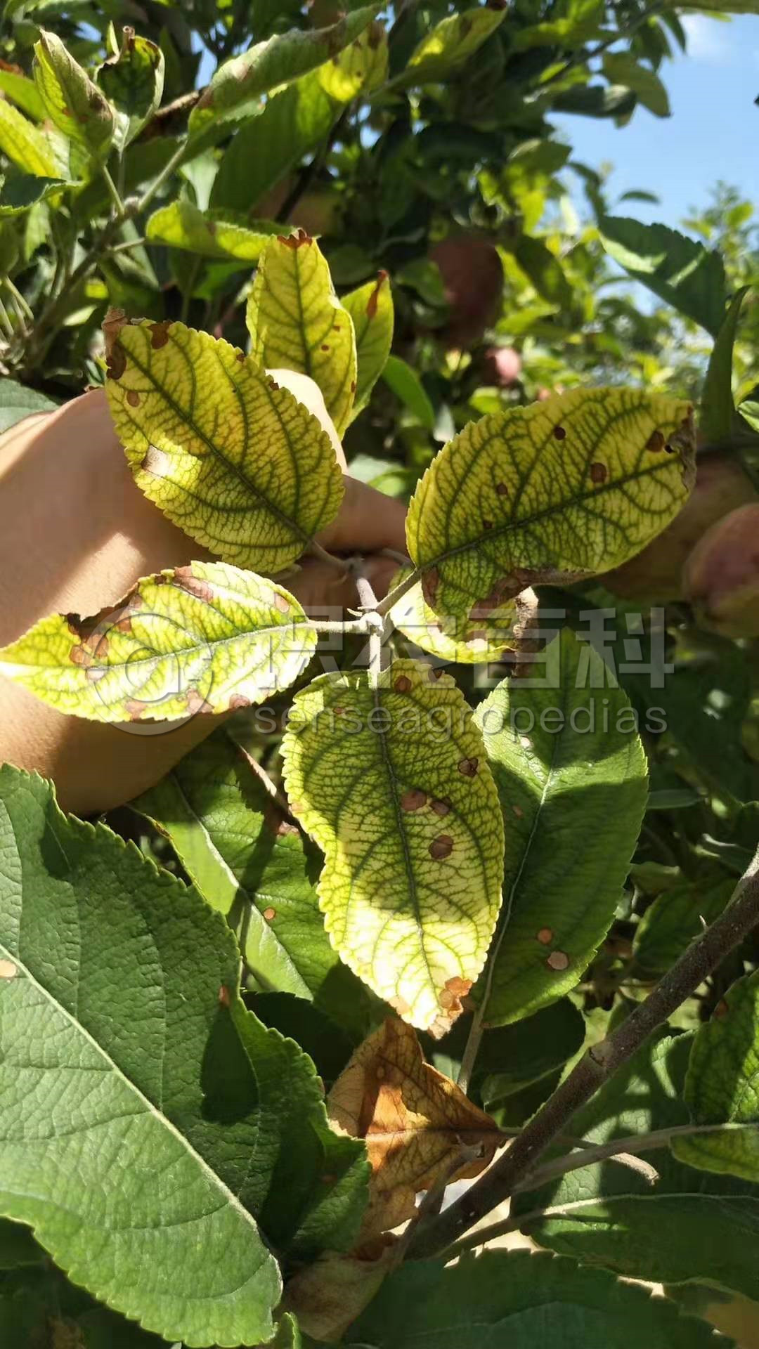 柑橘黄叶症状示例2