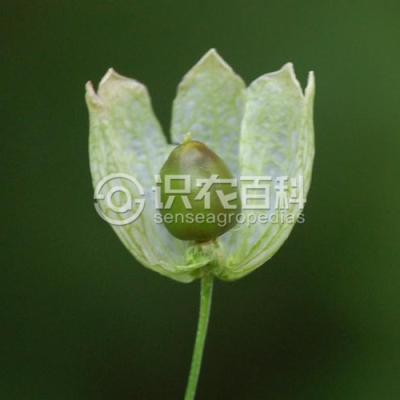 白玉草