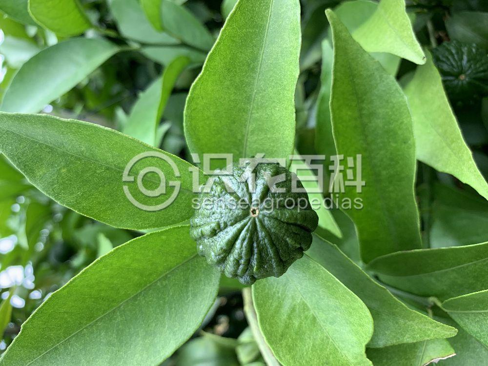 柑橘黄叶症状示例5