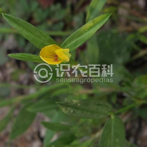 柑橘黄叶症状示例1