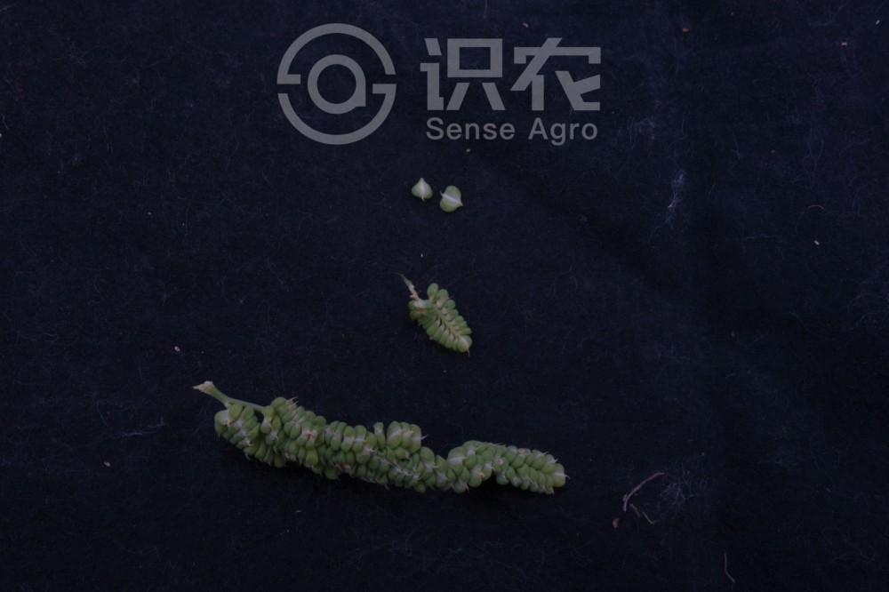 柑橘黄叶症状示例4