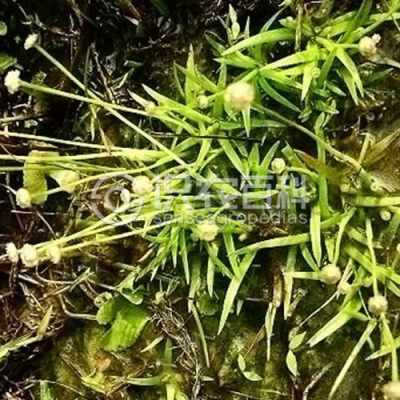 菲律宾谷精草