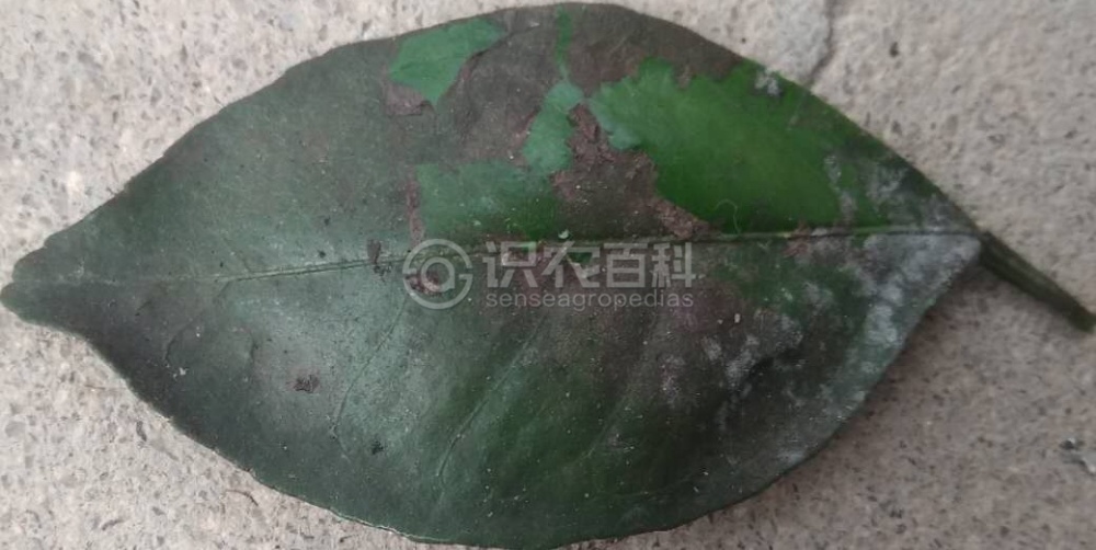 柑橘黄叶症状示例2