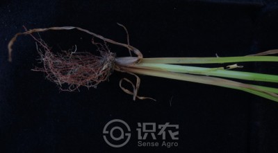异型莎草