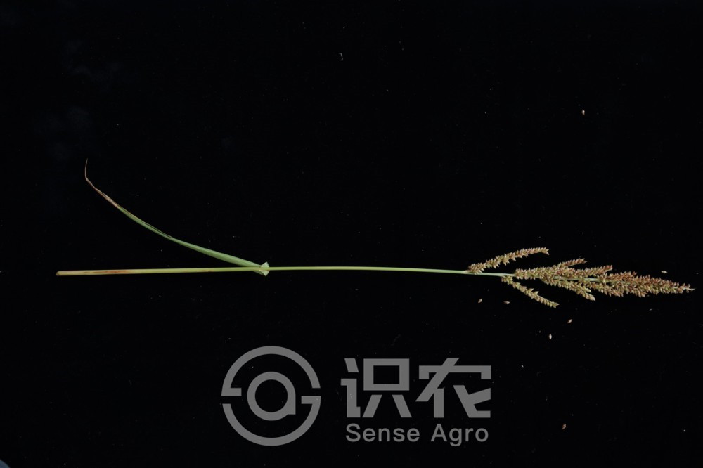 柑橘黄叶症状示例2