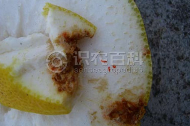 柑橘黄叶症状示例2