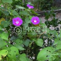 柑橘黄叶症状示例0