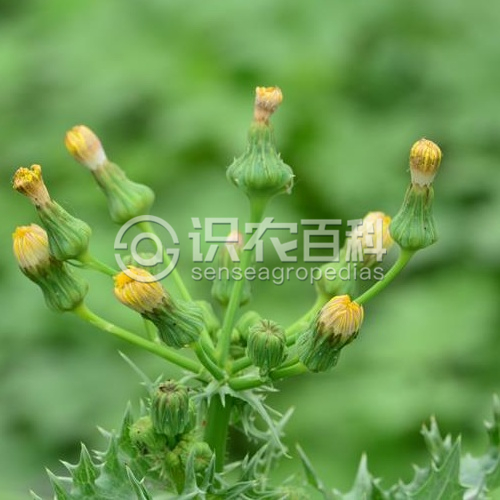 柑橘黄叶症状示例4