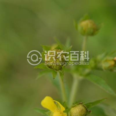 莓叶委陵菜