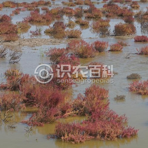 柑橘黄叶症状示例1