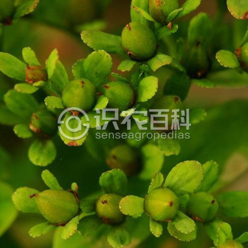 柑橘黄叶症状示例3