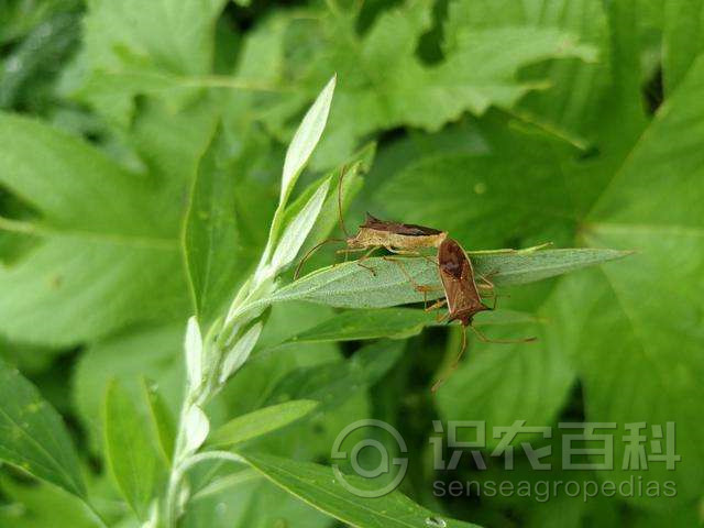 柑橘黄叶症状示例2