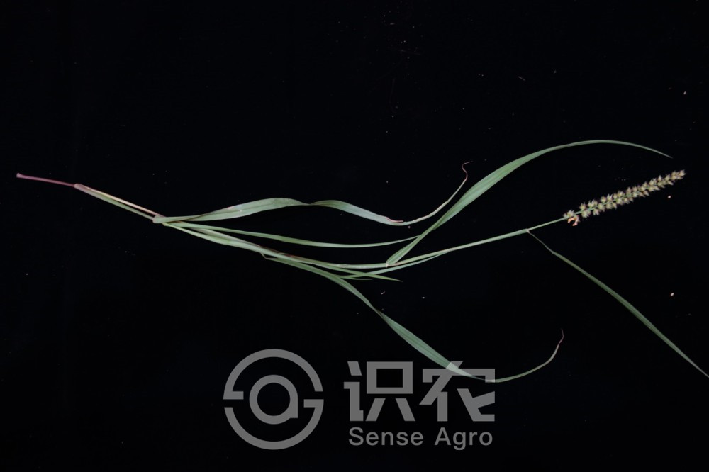柑橘黄叶症状示例3