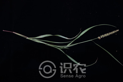 蒺藜草