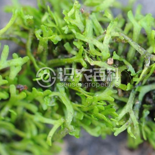 柑橘黄叶症状示例1