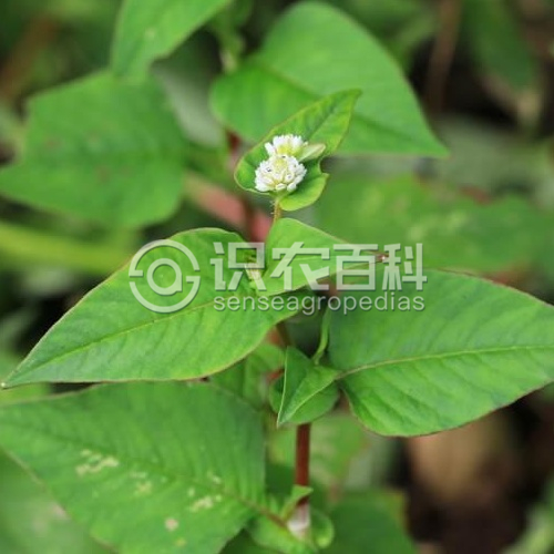 柑橘黄叶症状示例3