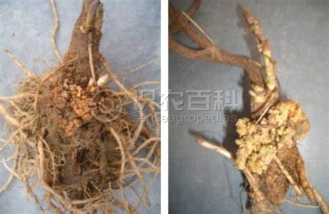 柑橘黄叶症状示例4