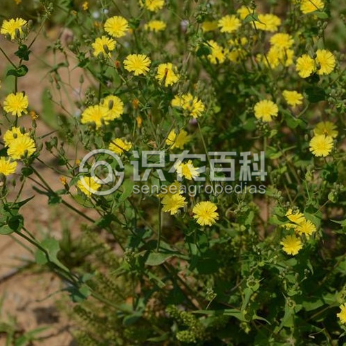 柑橘黄叶症状示例1