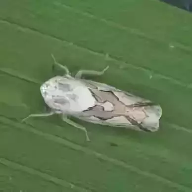 柑橘黄叶症状示例0