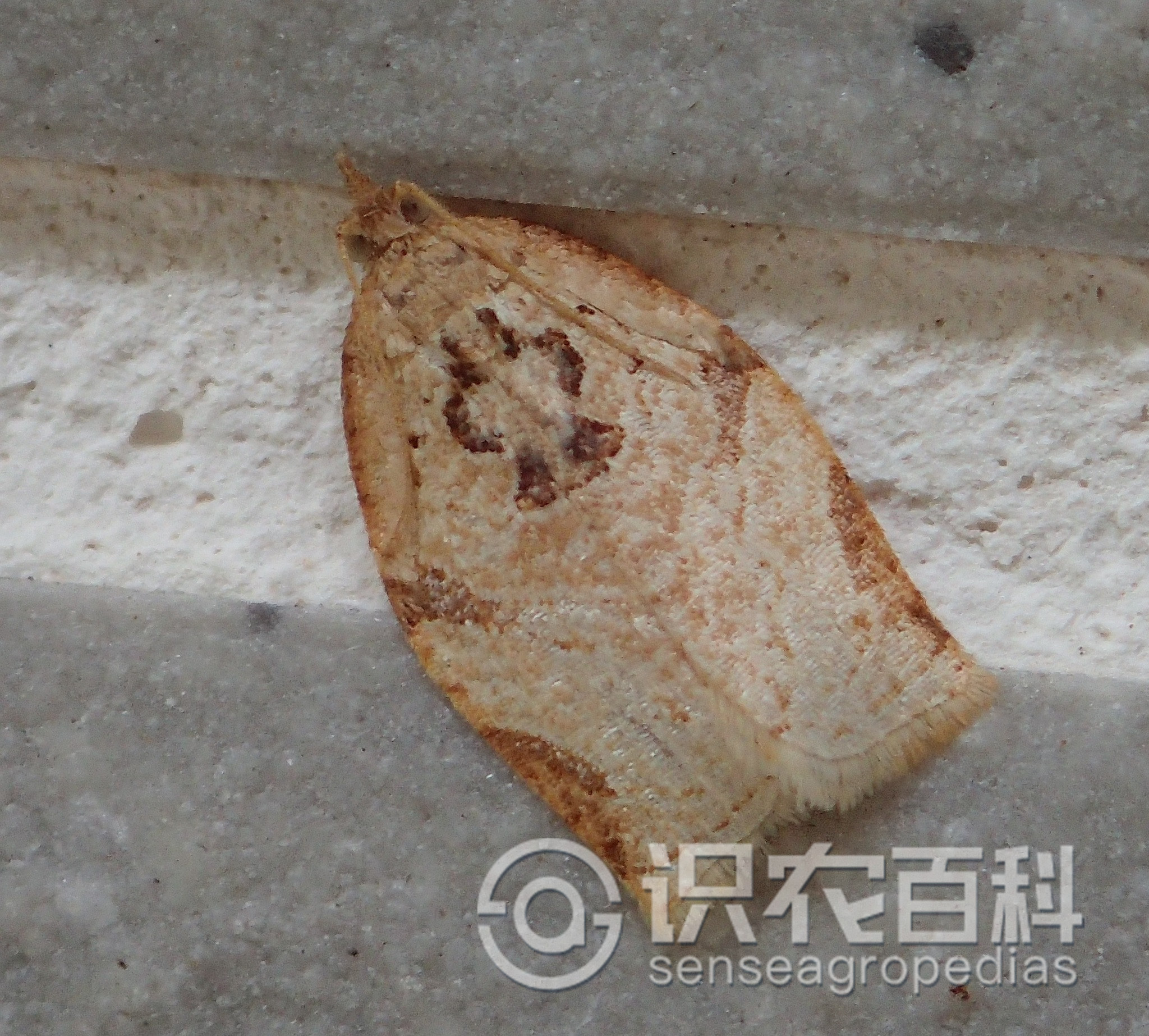 柑橘黄叶症状示例2