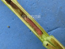 柑橘黄叶症状示例0