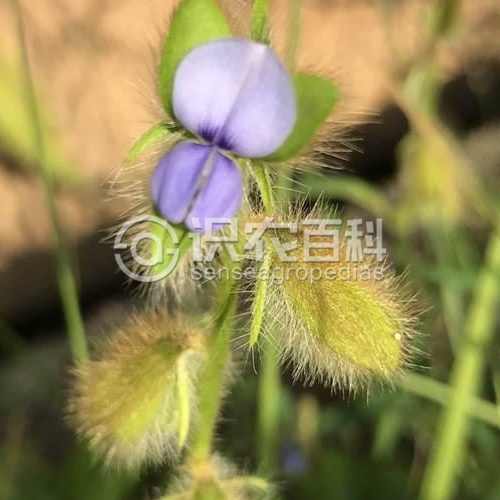 柑橘黄叶症状示例1