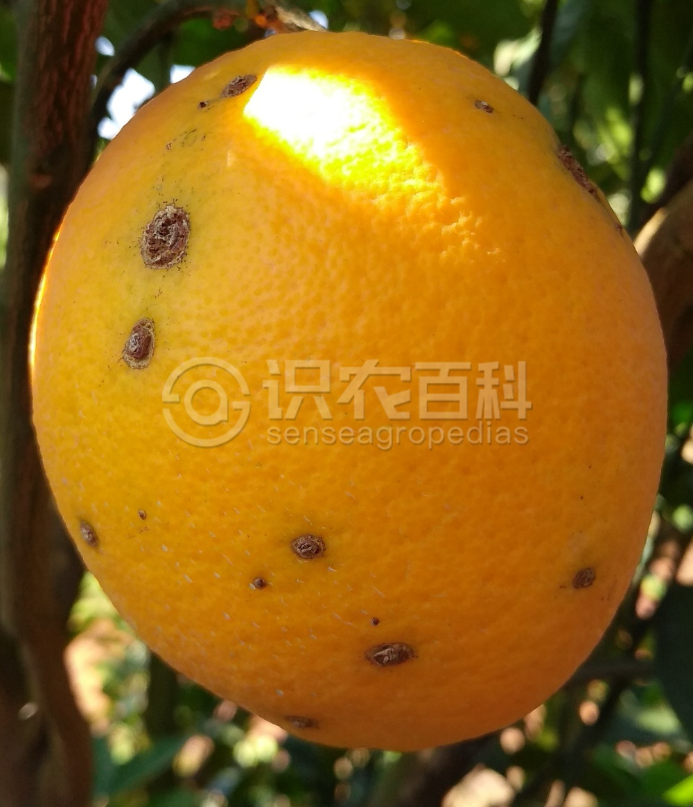 柑橘黄叶症状示例4