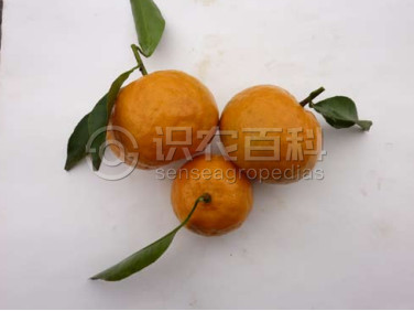 柑橘水纹病