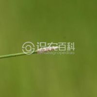 柑橘黄叶症状示例0