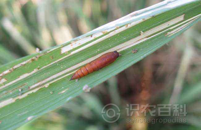 柑橘黄叶症状示例3