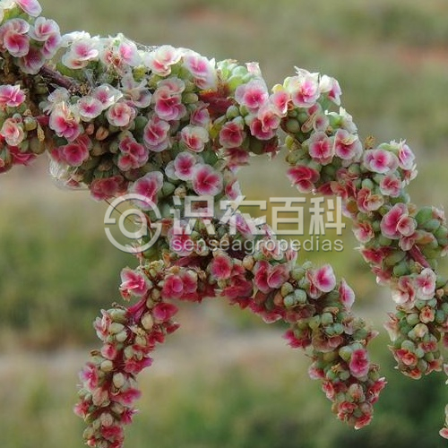柑橘黄叶症状示例4