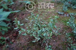 柑橘黄叶症状示例0