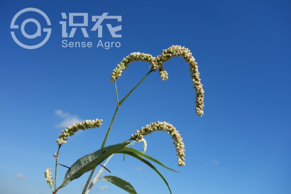 柑橘黄叶症状示例3