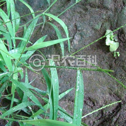 柑橘黄叶症状示例3