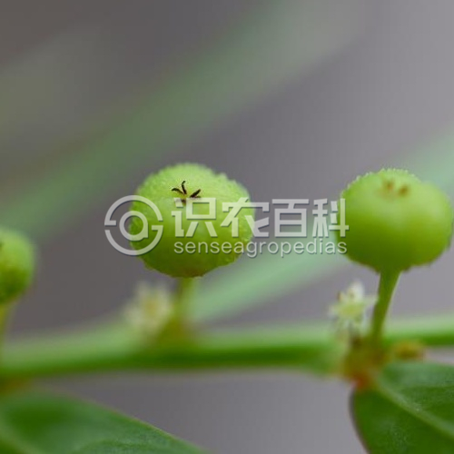 柑橘黄叶症状示例1